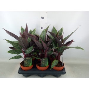 Apoballis acuminatissima
