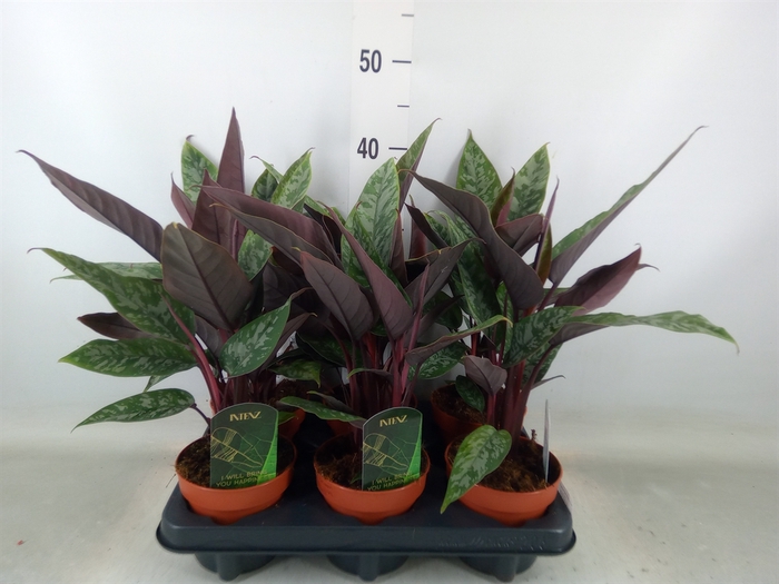 <h4>Apoballis acuminatissima</h4>