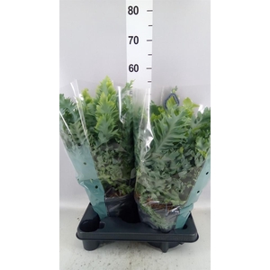 Phlebodium aureum 'Davana'