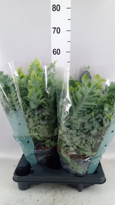 <h4>Phlebodium aureum 'Davana'</h4>