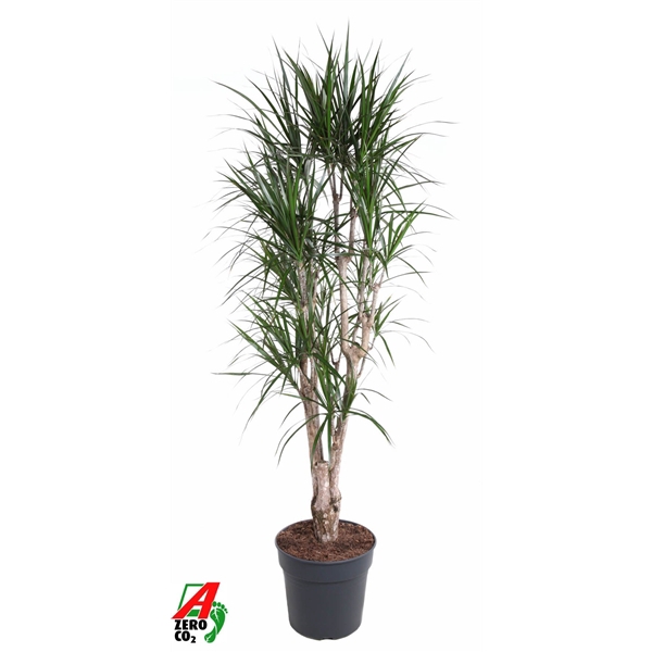 <h4>Dracaena Marginata vertakt P34-180</h4>