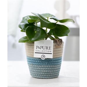 Peperomia Raindrop in P&PURE Fashionpot Valerie