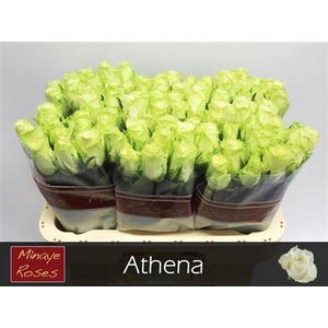 R Gr Athena