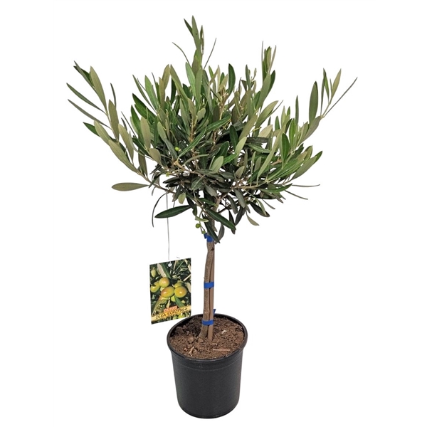 Olea Europaea Stem