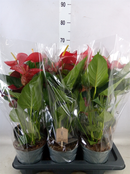 <h4>Anthurium andr. 'Jambo Red'</h4>