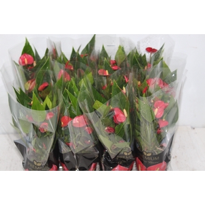 ANTHURIUM MINI MILLION FLOWERS P09