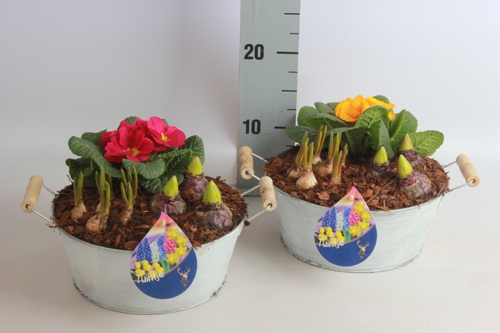 <h4>ARR TUINPLANTEN</h4>