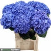 Hydrangea pimpernel