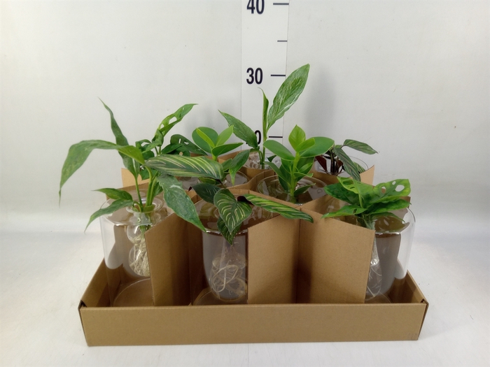 <h4>Planten  ..mix</h4>