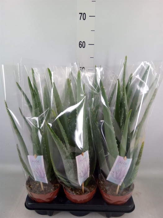 <h4>Aloe vera</h4>