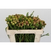 Kaaps Groen Baubles