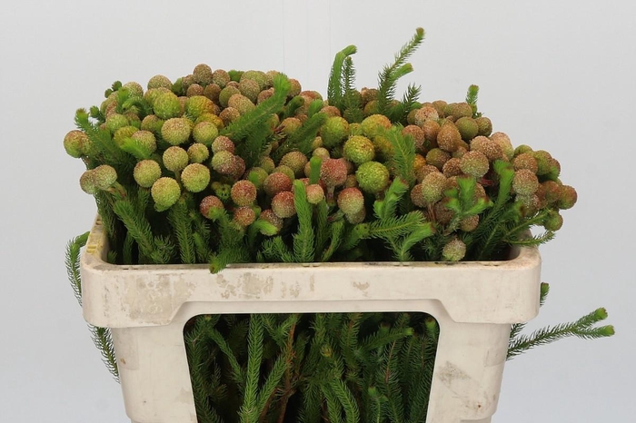 <h4>Kaaps Groen Baubles</h4>