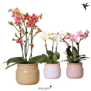 Kolibri Orchids Phalaenopsis Jewel mix 3/4 spike in Vintage bowl