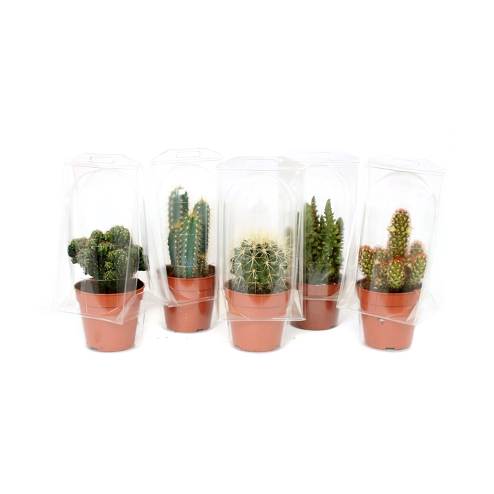<h4>Cactus 12 cm in solo blister</h4>