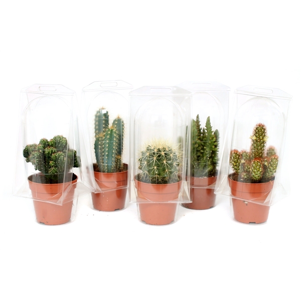 Cactus 12 cm in solo blister