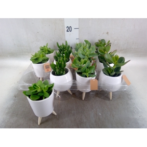 Arr.   Kamerplant Groen L%