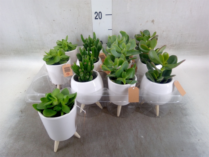 <h4>Arr.   Kamerplant Groen L%</h4>