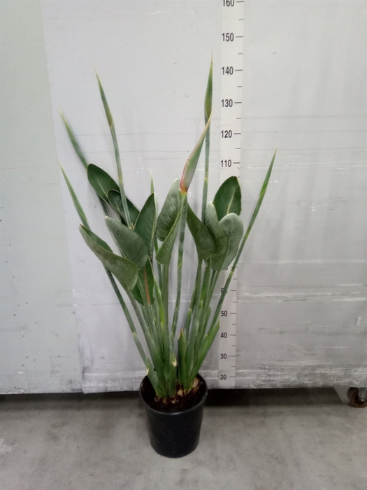 <h4>Strelitzia reg.</h4>