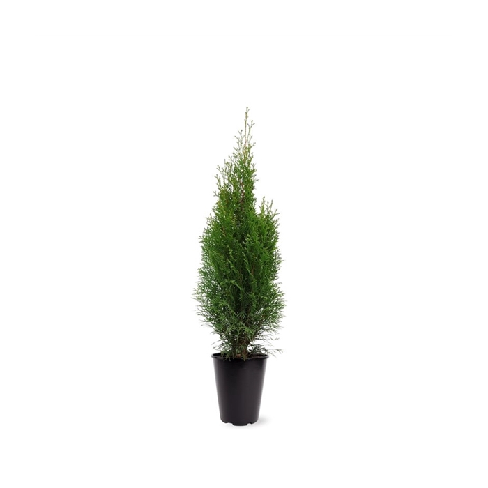 <h4>Thuja occidentalis 'Smaragd' (zonder etiket)</h4>