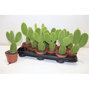 arr8 Opuntia Microdasys