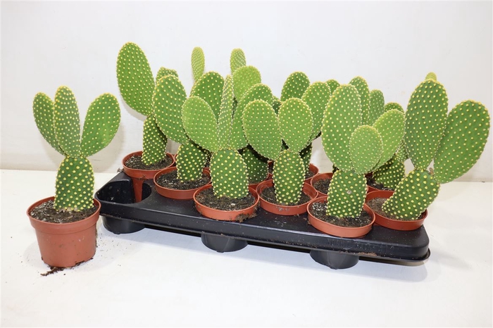 <h4>arr8 Opuntia Microdasys</h4>