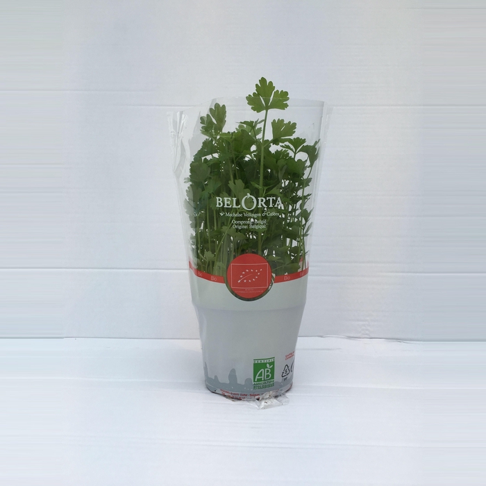 <h4>Selderij P12</h4>