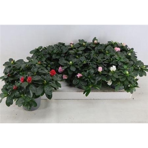 Rhodo Si Vogel Gem