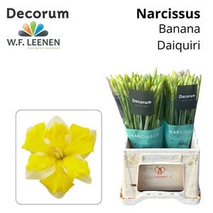 NARCISSUS 'BANANA DAIQUIR'