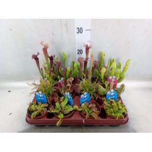 Vleesetende planten