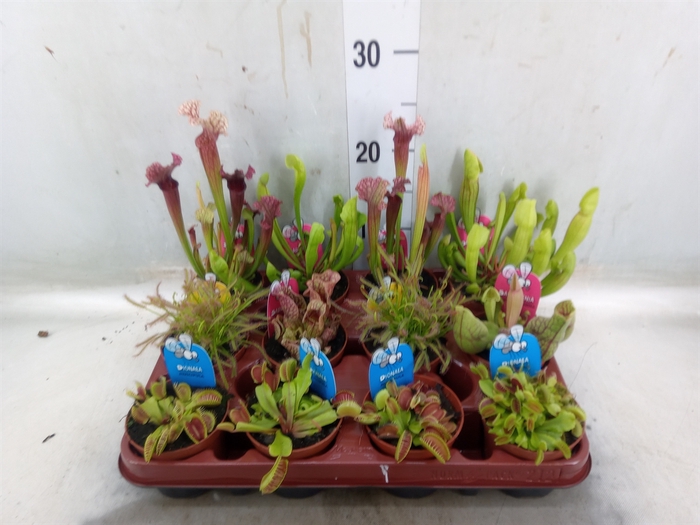 <h4>Vleesetende planten</h4>