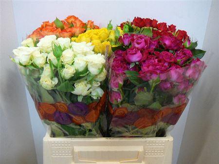 <h4>R Tr Gem In Fust</h4>