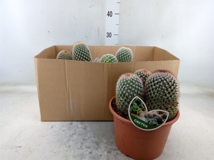 <h4>Mammillaria spinosissima</h4>