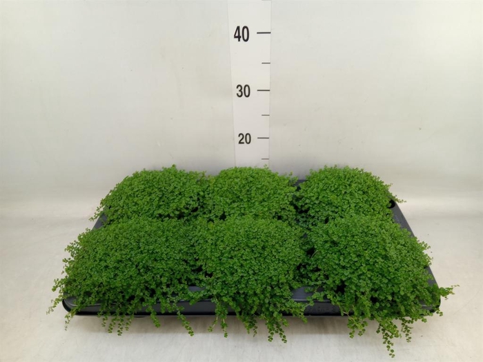 <h4>Soleirolia soleirolii   ...green</h4>