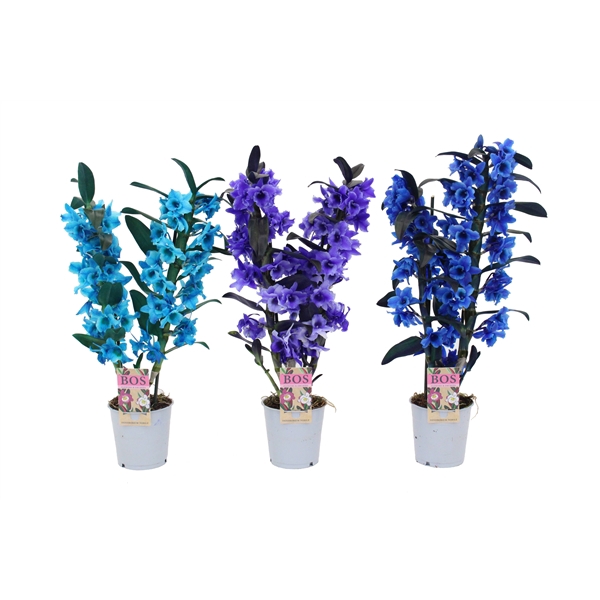 Dendrobium Nobilé, Colour 2-tak Blue/Purple/Ocean Blue (inject)