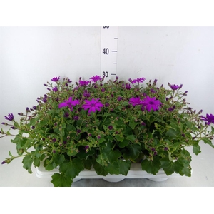 Pericallis cr. 'Senetti Magenta'