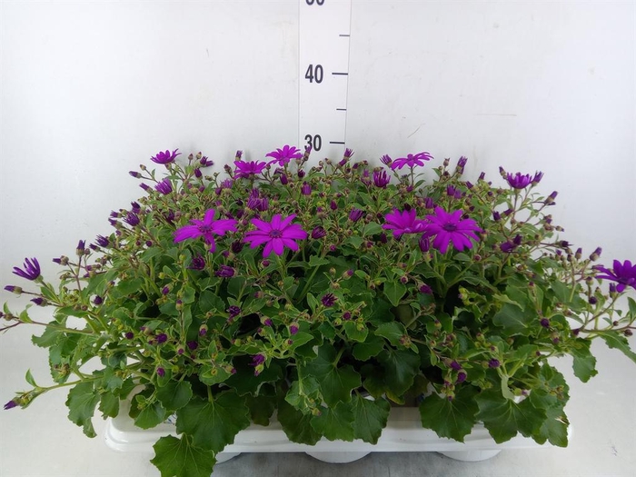 <h4>Pericallis cr. 'Senetti Magenta'</h4>