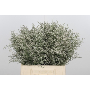 Limonium Misty White