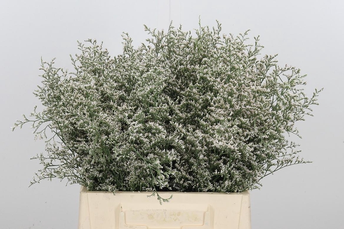 <h4>Limonium Misty White</h4>