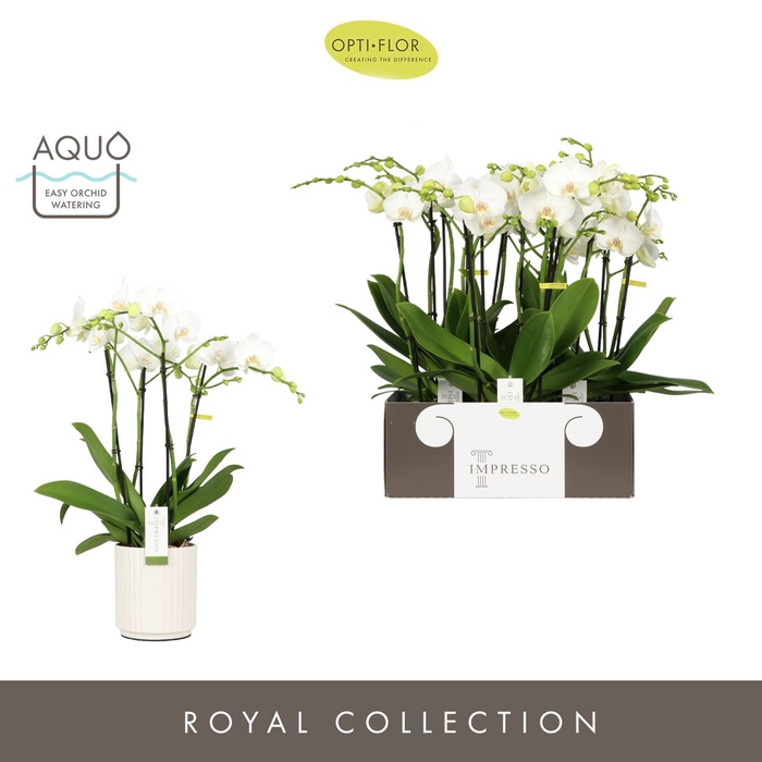 <h4>Phalaenopsis wit meer takken</h4>