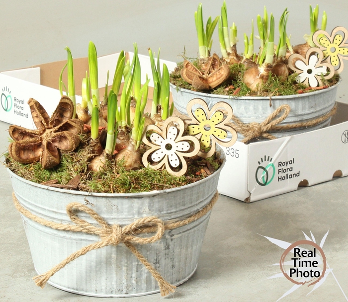 <h4>ARR NARCISSUS</h4>