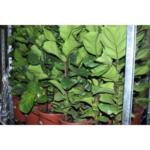 FICUS LYRATA BAMBINO P24 COMPACTO