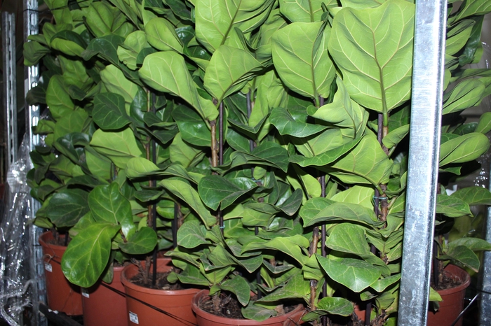 <h4>FICUS LYRATA BAMBINO P24 COMPACTO</h4>