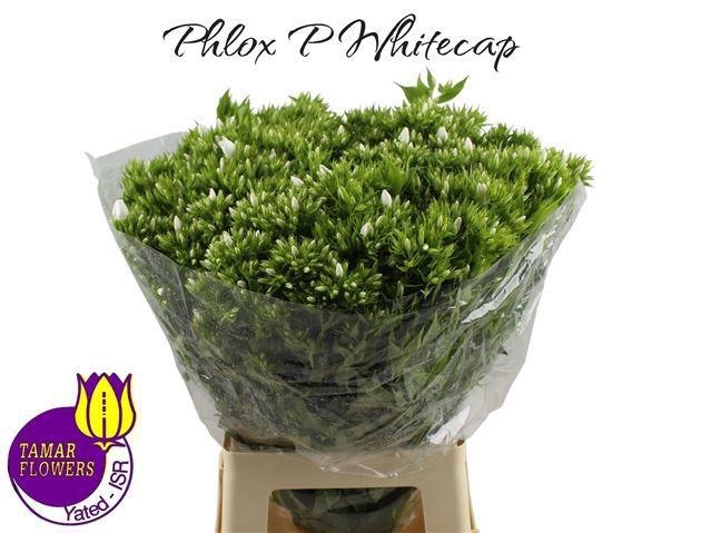 <h4>PHLOX P WHITECAP</h4>