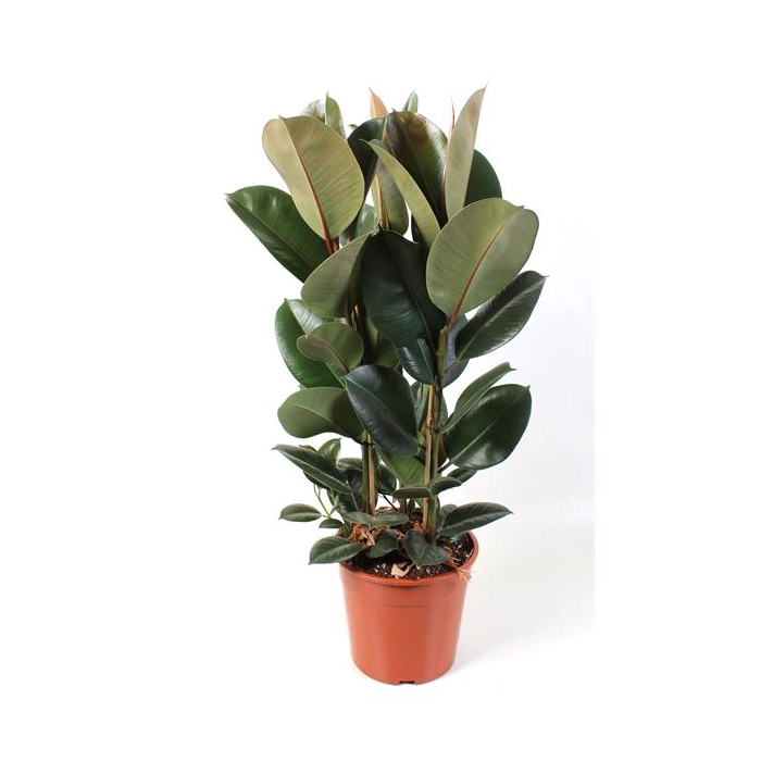 <h4>Ficus elastica Robusta 27 cm</h4>