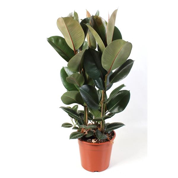 <h4>Ficus elastica Robusta 27 cm</h4>