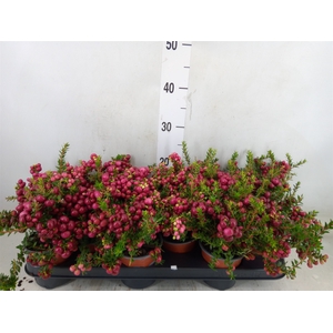 Gaultheria   ...red berry