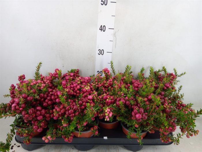<h4>Gaultheria   ...red berry</h4>