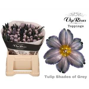 Tu En Vip Shades Of Grey