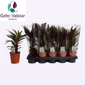 Calathea rufibarba Elgergrass 12Ø 40cm