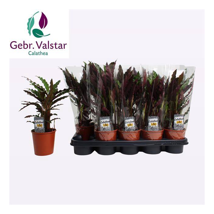 <h4>Calathea rufibarba Elgergrass 12Ø 40cm</h4>